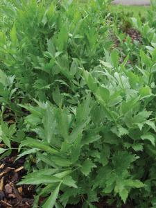 Lovage, Lovage Organic Packet