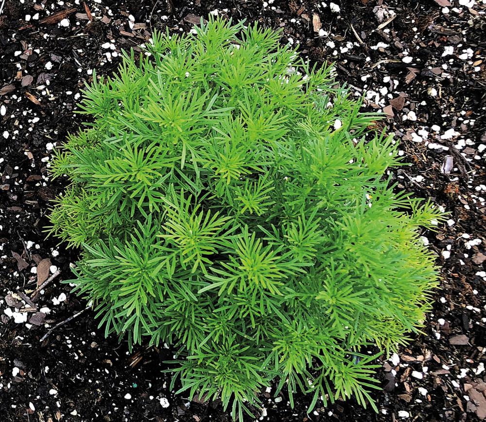 Mexican Marigold, Dropshot Packet