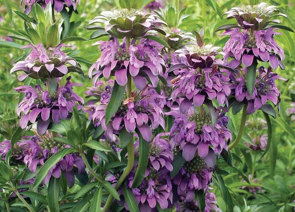 Bergamot