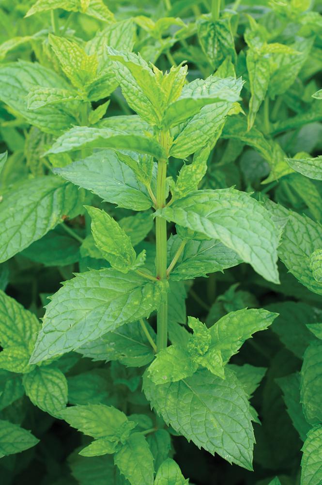 Spearmint Tea