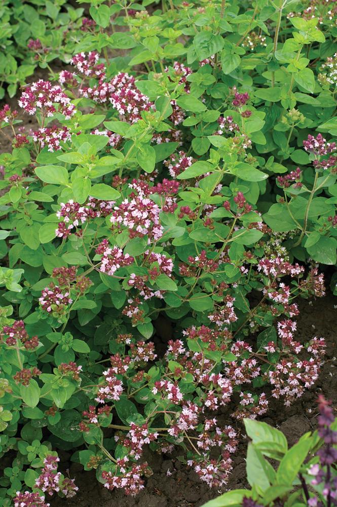 Oregano, Common Packet