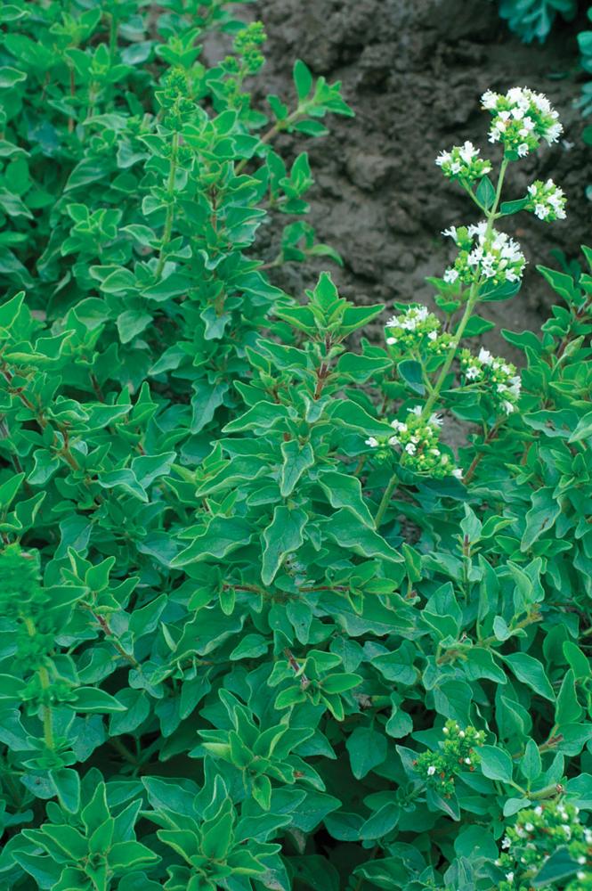 Oregano, Greek Organic Packet
