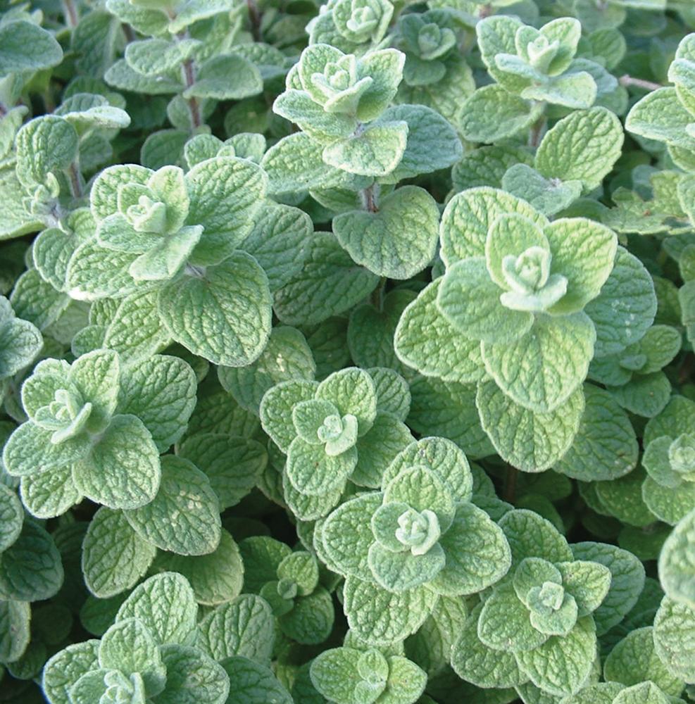 Oregano