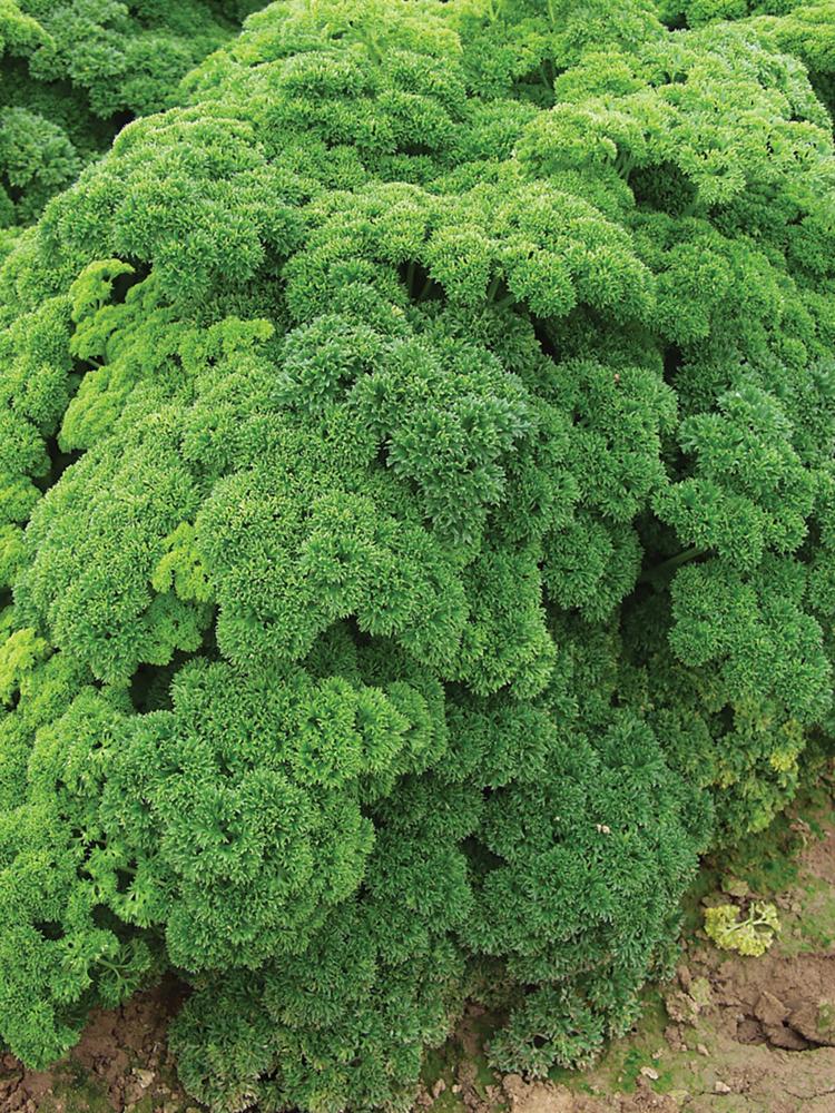 Parsley, Darki Packet