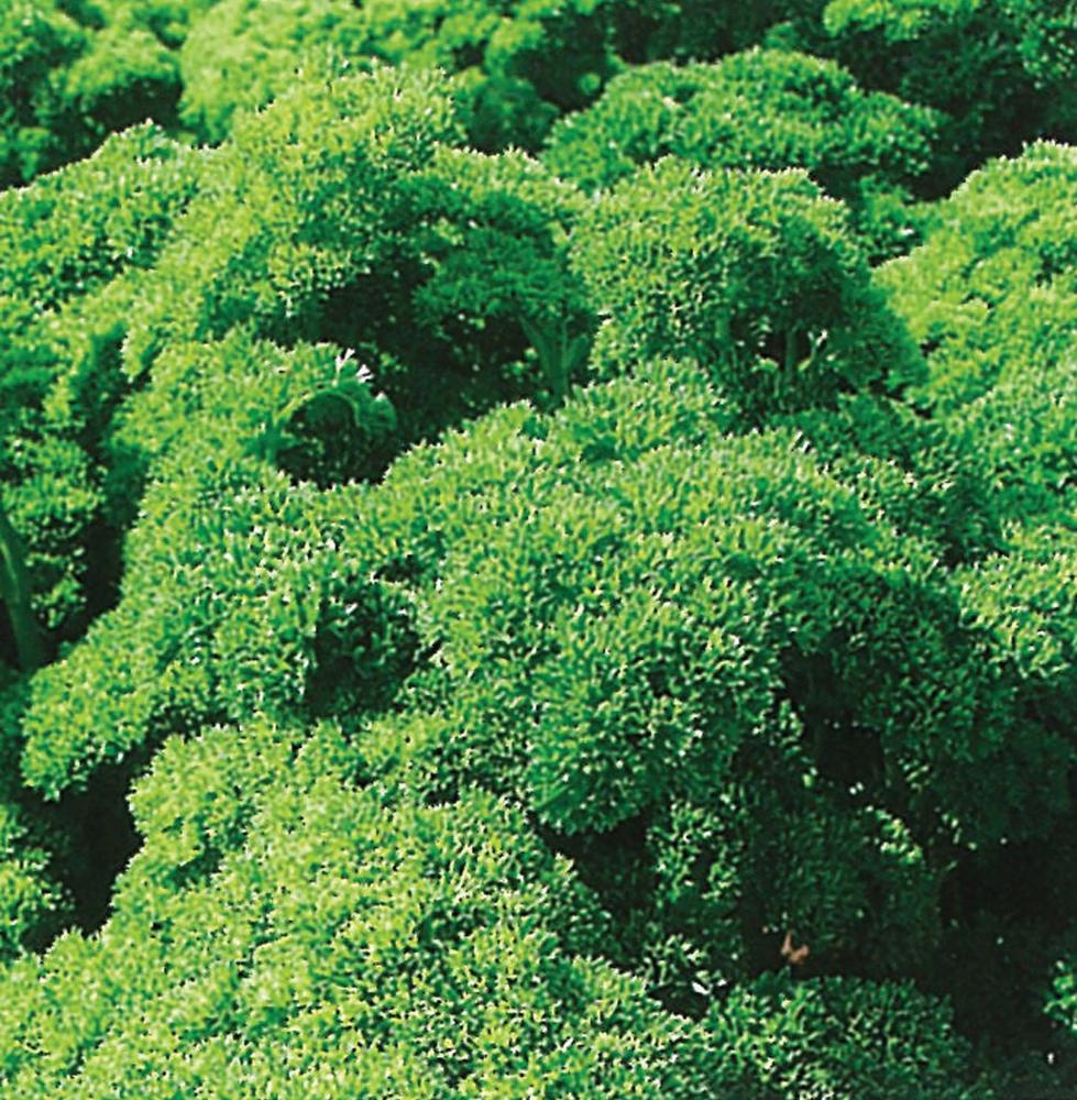 Parsley, Green Pearl Organic Packet