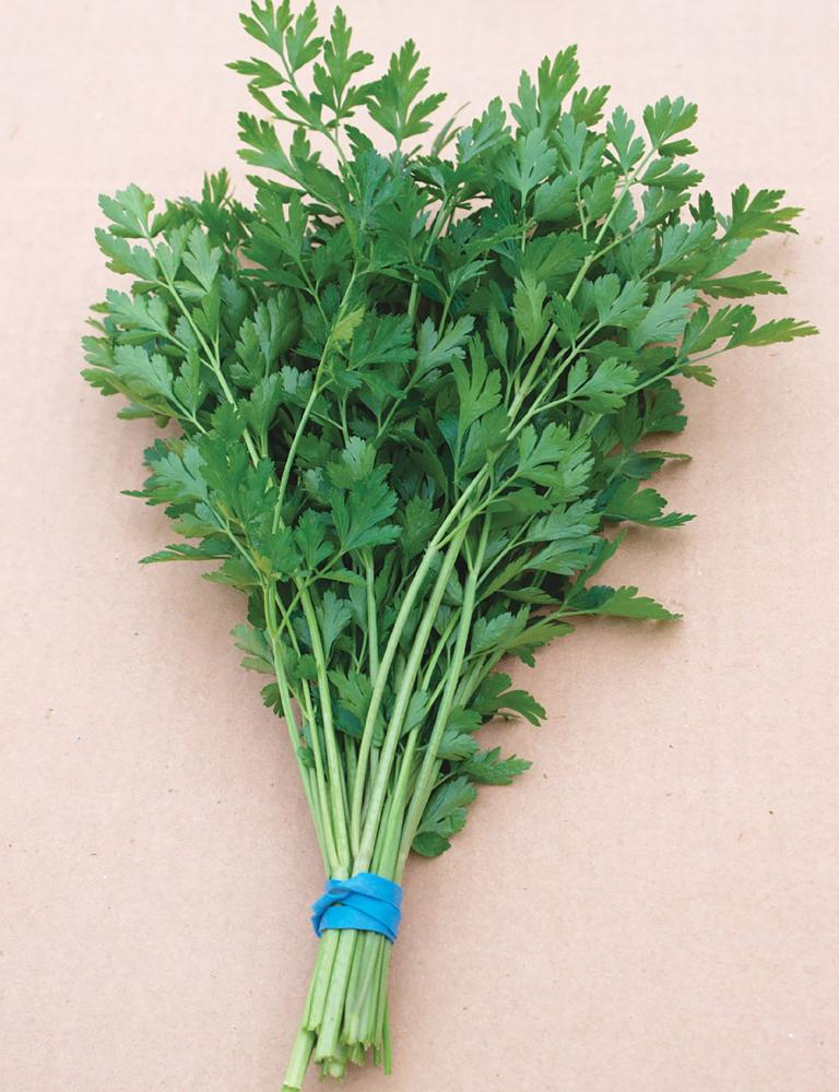 Parsley, Plain Dark Green Italian Packet