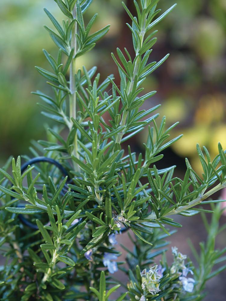 Rosemary, Rosemary Packet