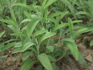 Sage, Sage Packet