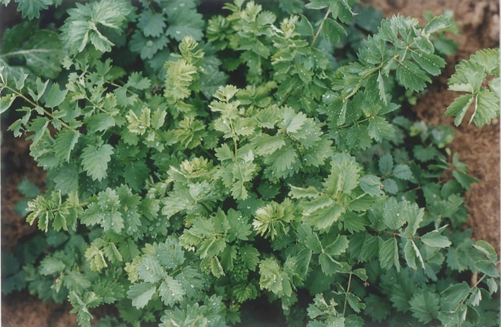 Salad Burnet, Salad Burnet Packet