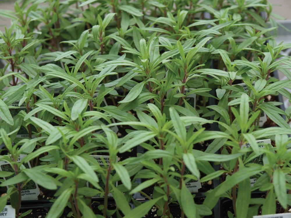 Savory, Summer Savory Midget Packet