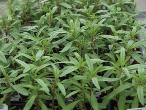 Savory, Summer Savory Midget Packet