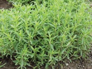Savory, Winter Savory Organic Packet