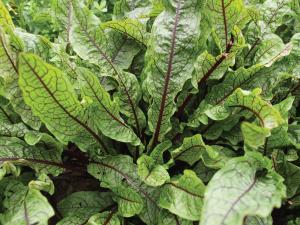 Sorrel, Bloody Dock Packet