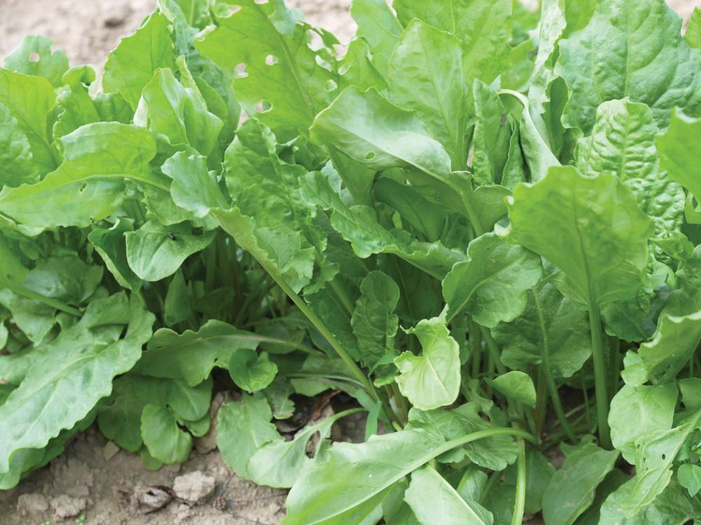 Sorrel, Green de Belleville Packet