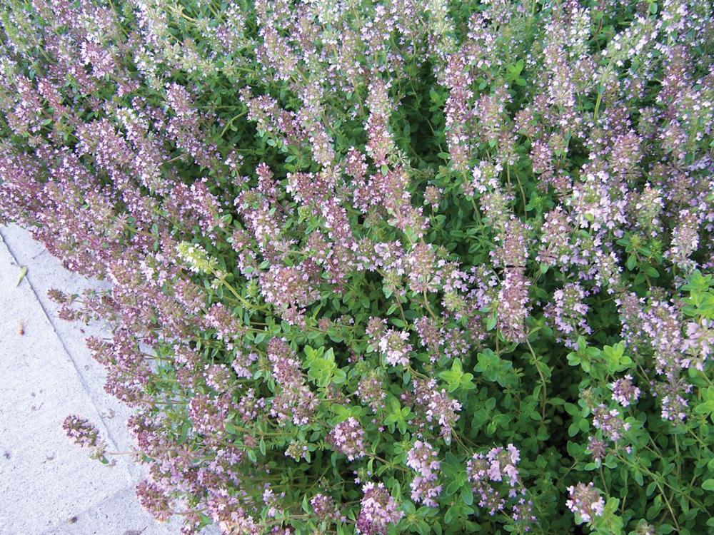 Thyme, Creeping Thyme :SE Packet