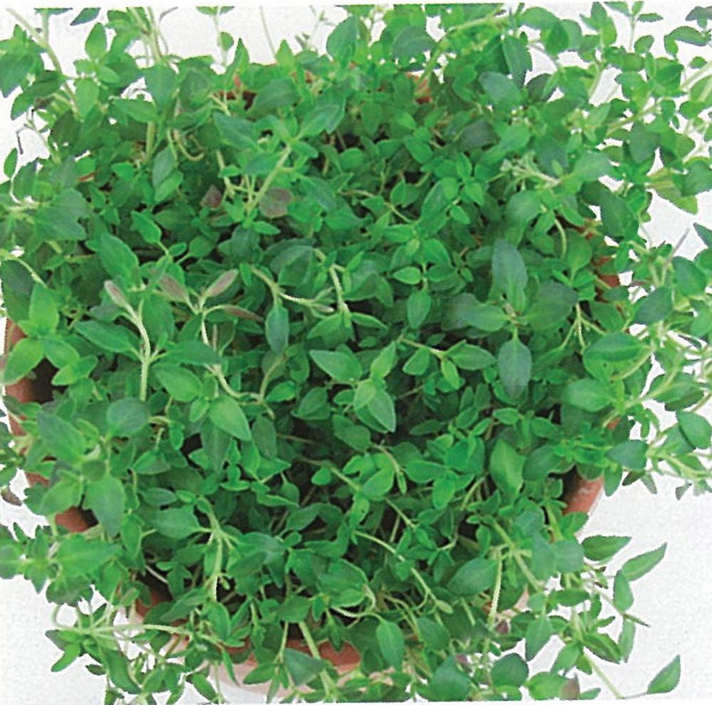 Thyme, German Winter Organic Packet