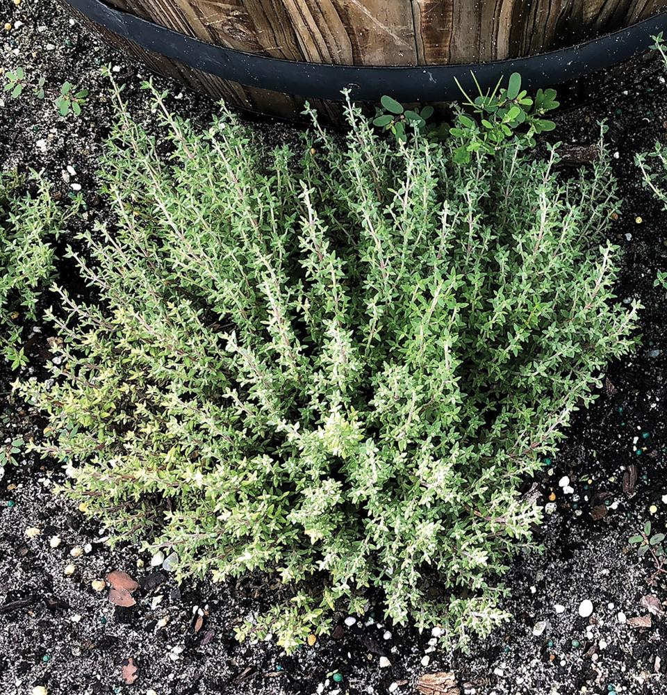 Thyme, Orangelo Packet