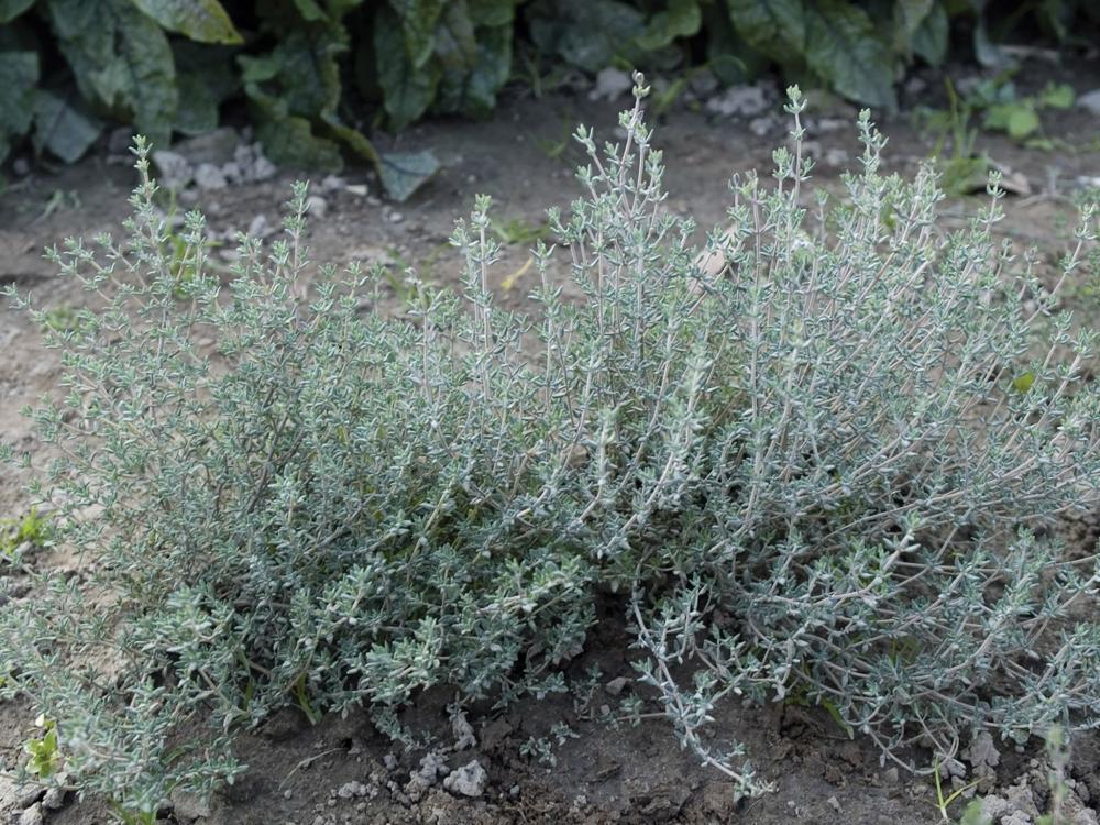 Thyme, Summer Thyme Packet