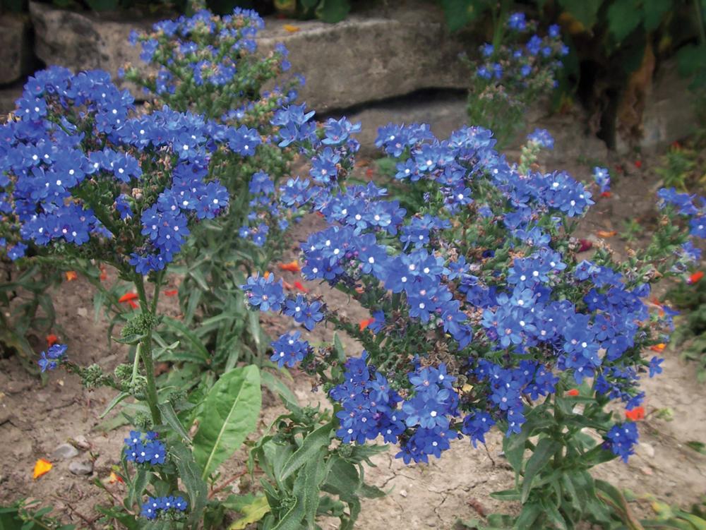 Anchusa, Blue Angel Packet