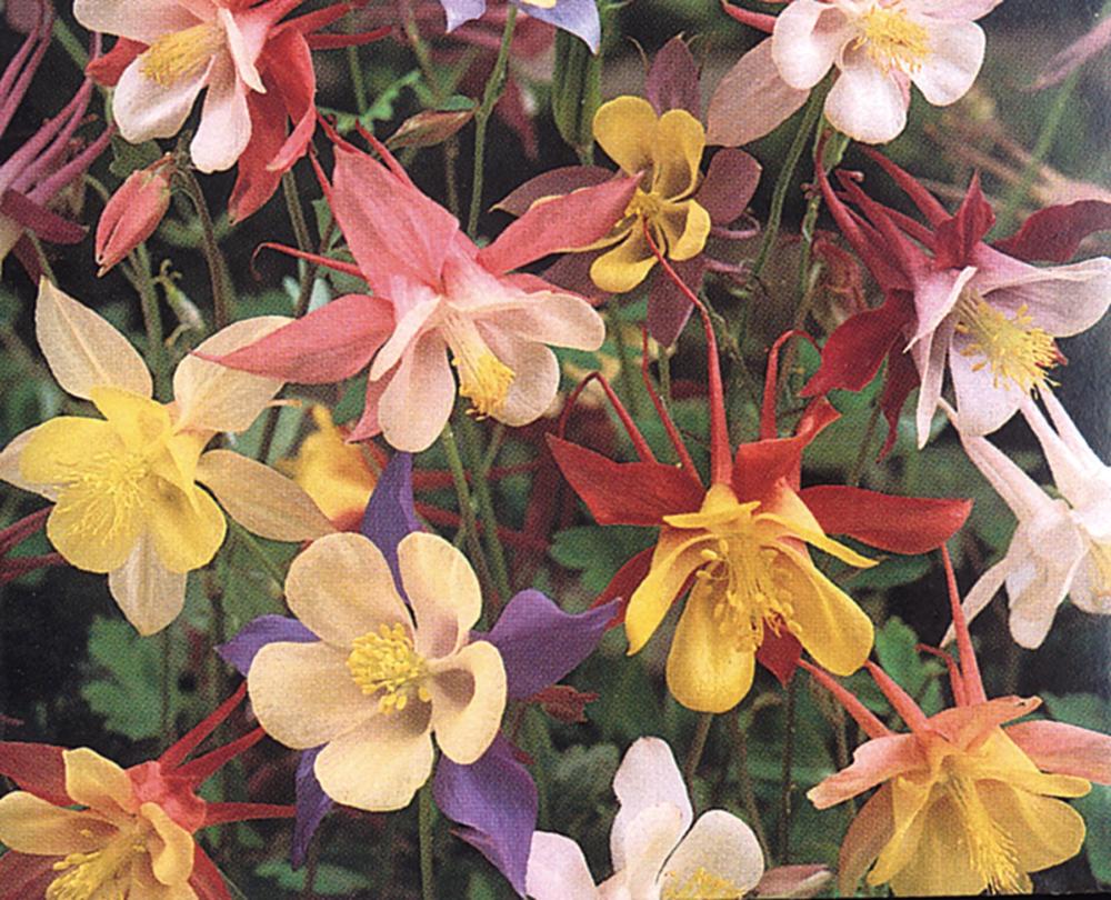 Aquilegia, McKana Giants Mix Packet