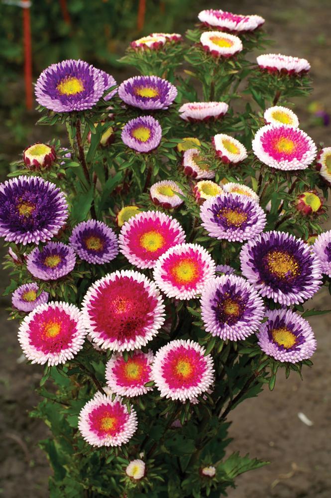 Aster, Hi-No-Maru Mix Packet