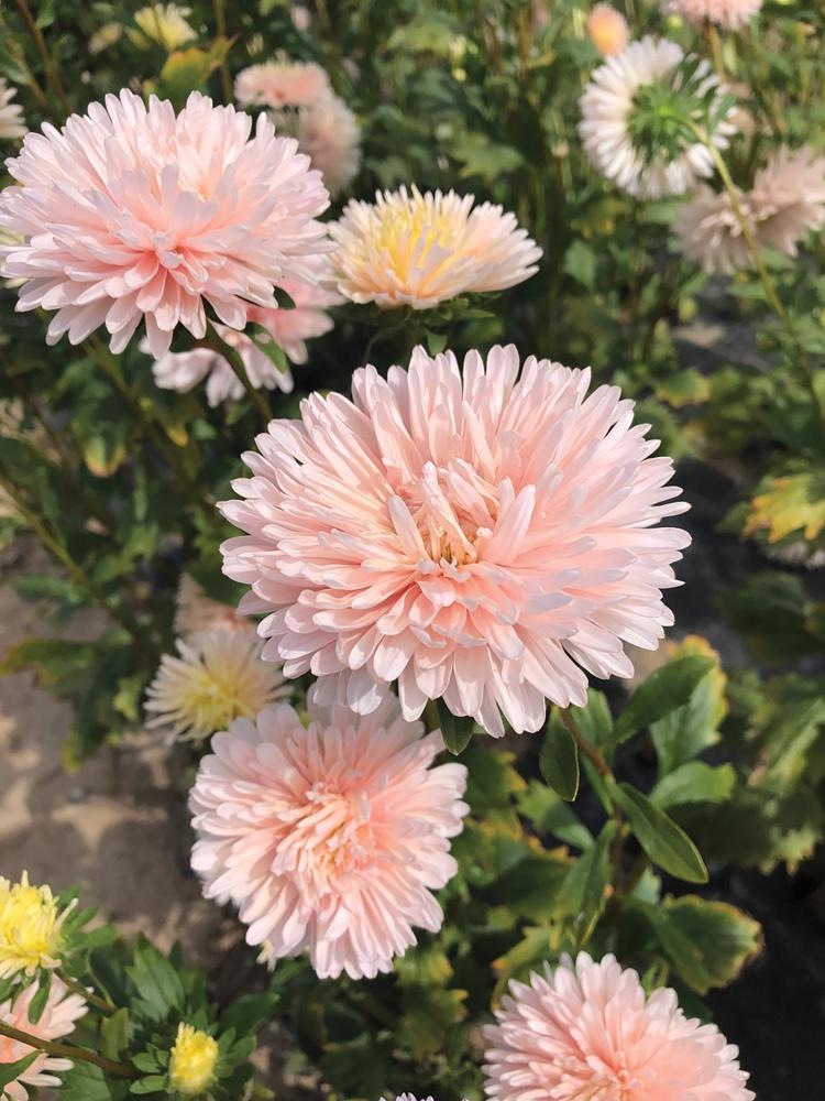 Aster, King Size Apricot Packet