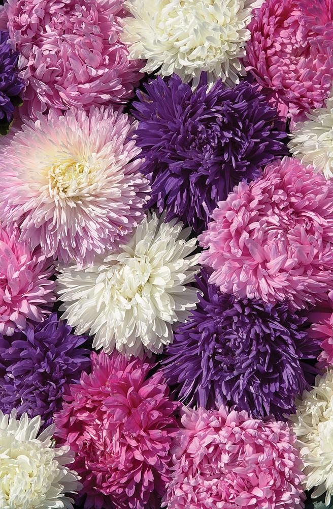 Aster, King Size Mix Packet