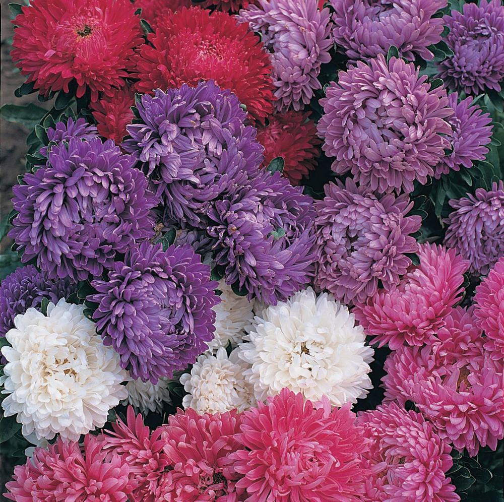 Aster, Milady Mix Packet