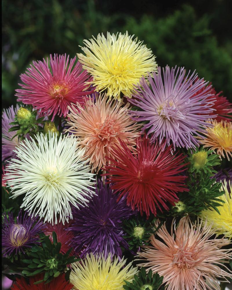 Aster, Nova Mix Packet
