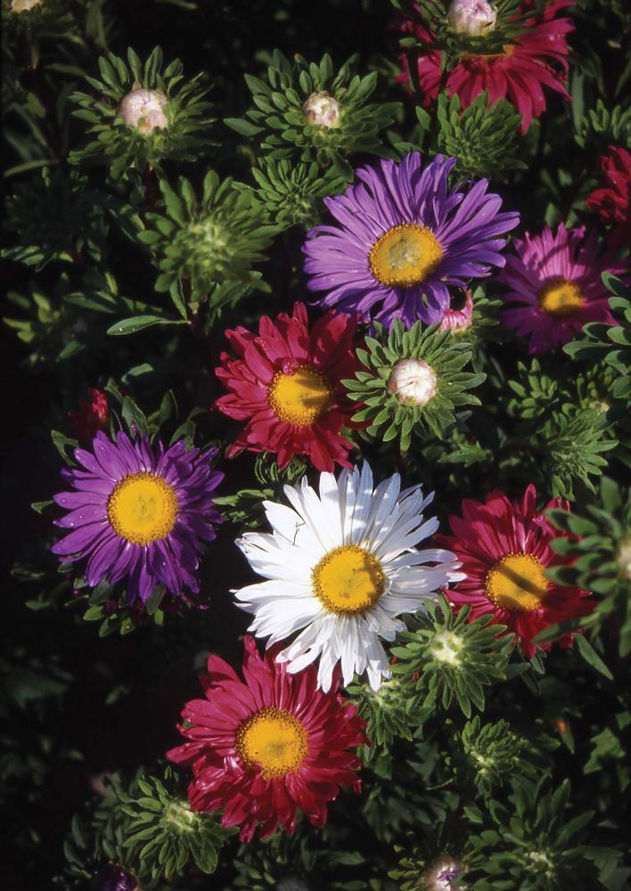 Aster, Rainbow Mix Packet