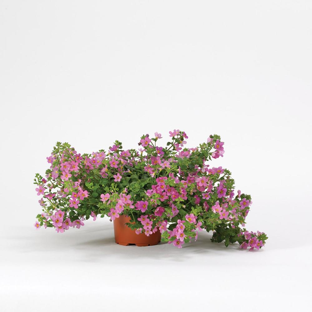Bacopa, Pinktopia Packet