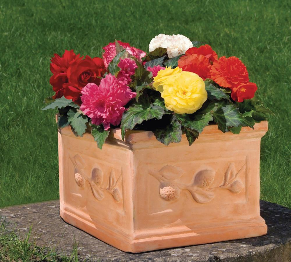 Begonia, Nonstop  Mix Packet