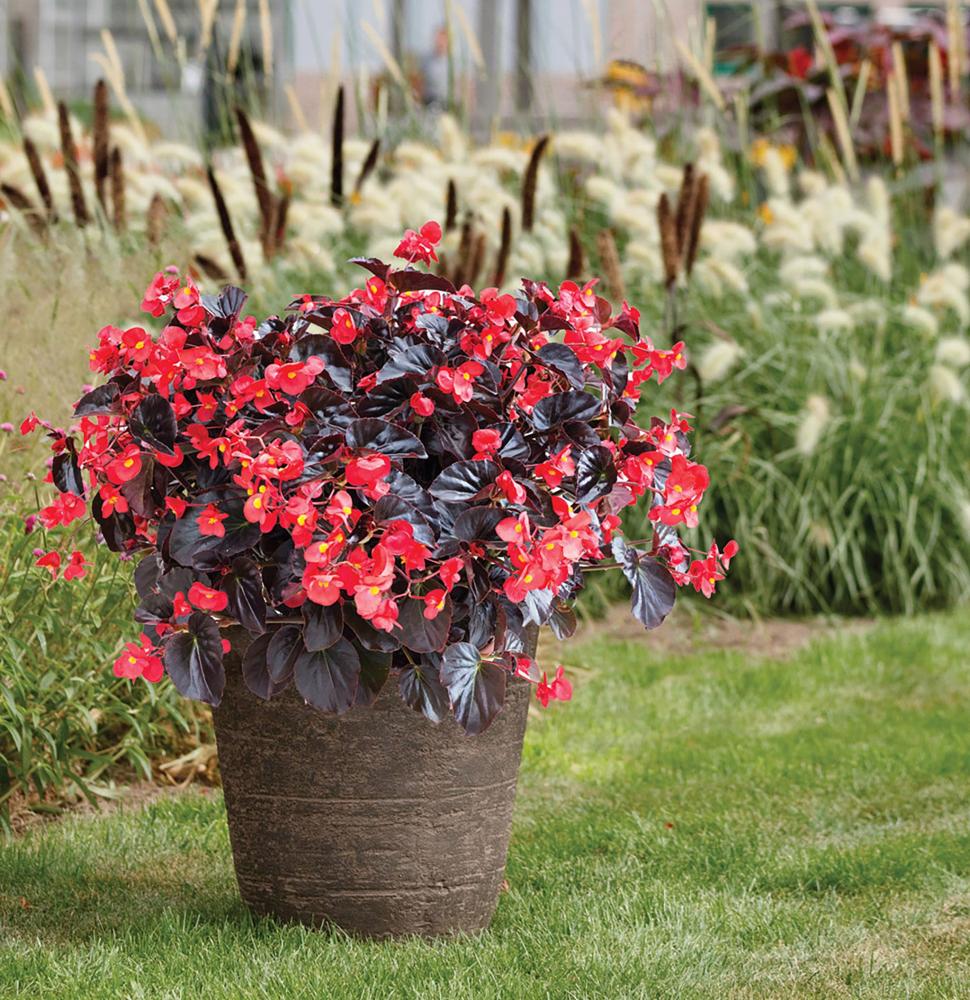 Begonia, Viking XL Chocolate Red Packet
