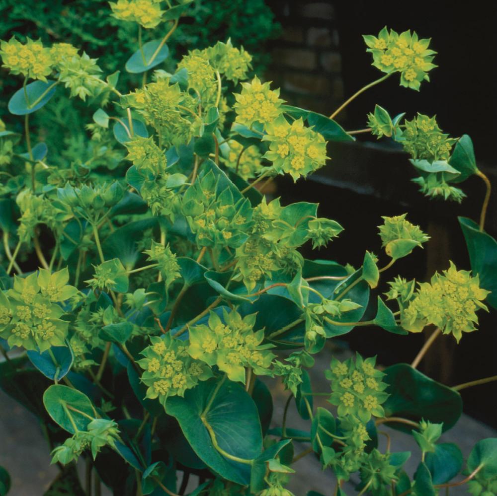 Bupleurum, Griffiti Packet