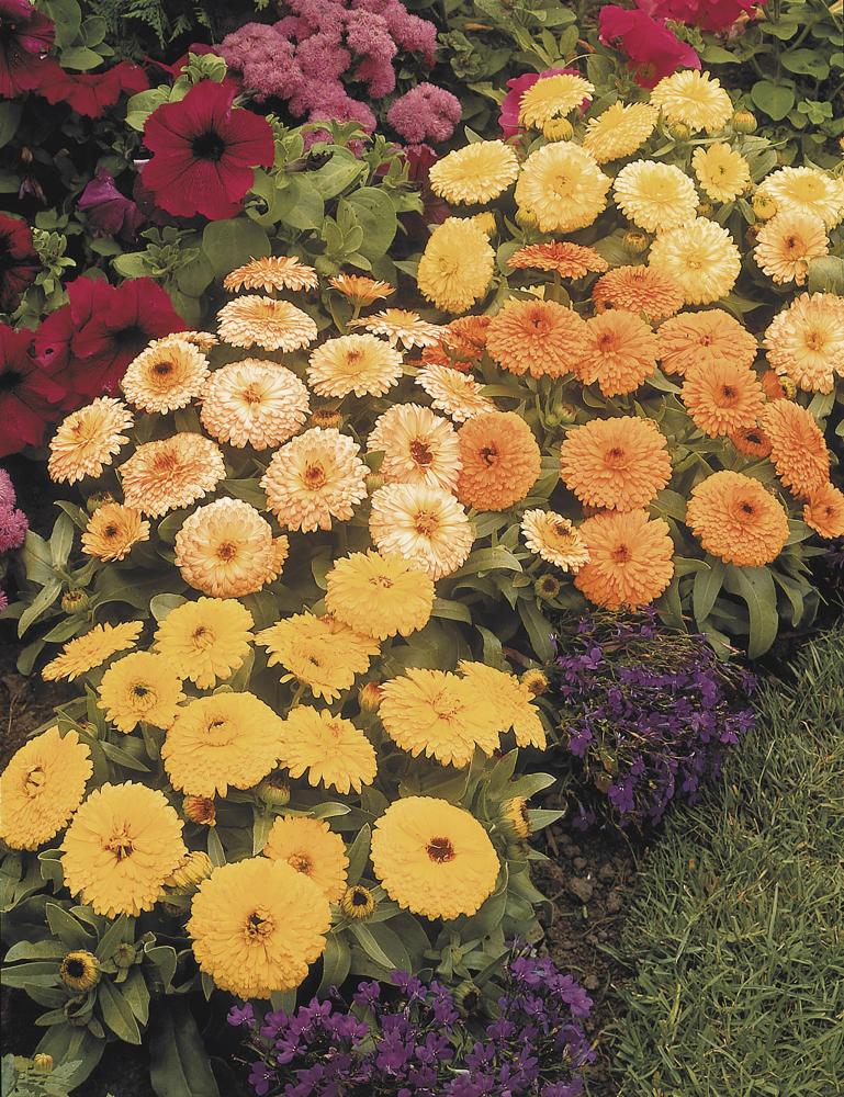 Calendula, Fiesta Gitana Superior Packet
