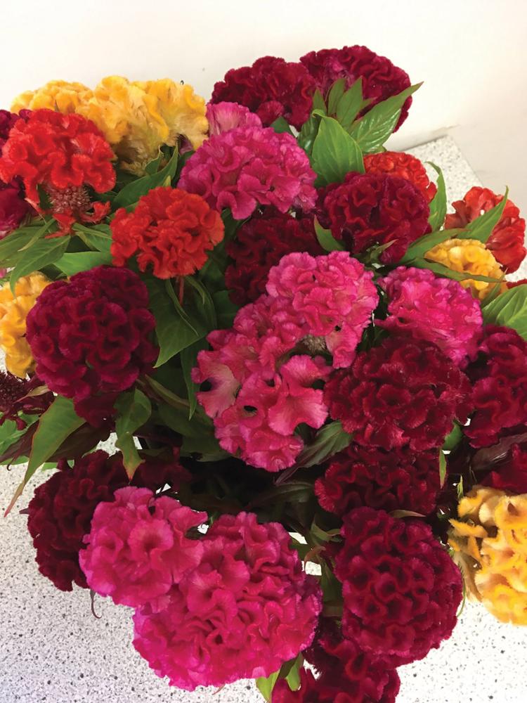 Celosia, Chief Mix Packet
