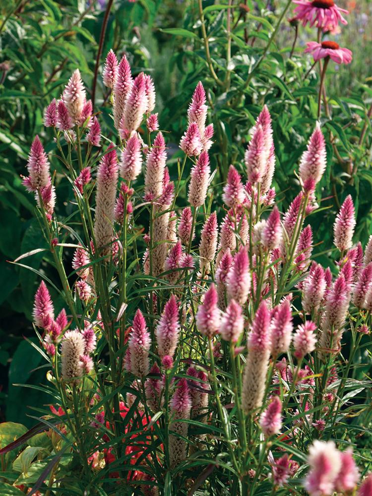 Celosia, Flamingo Feather Packet
