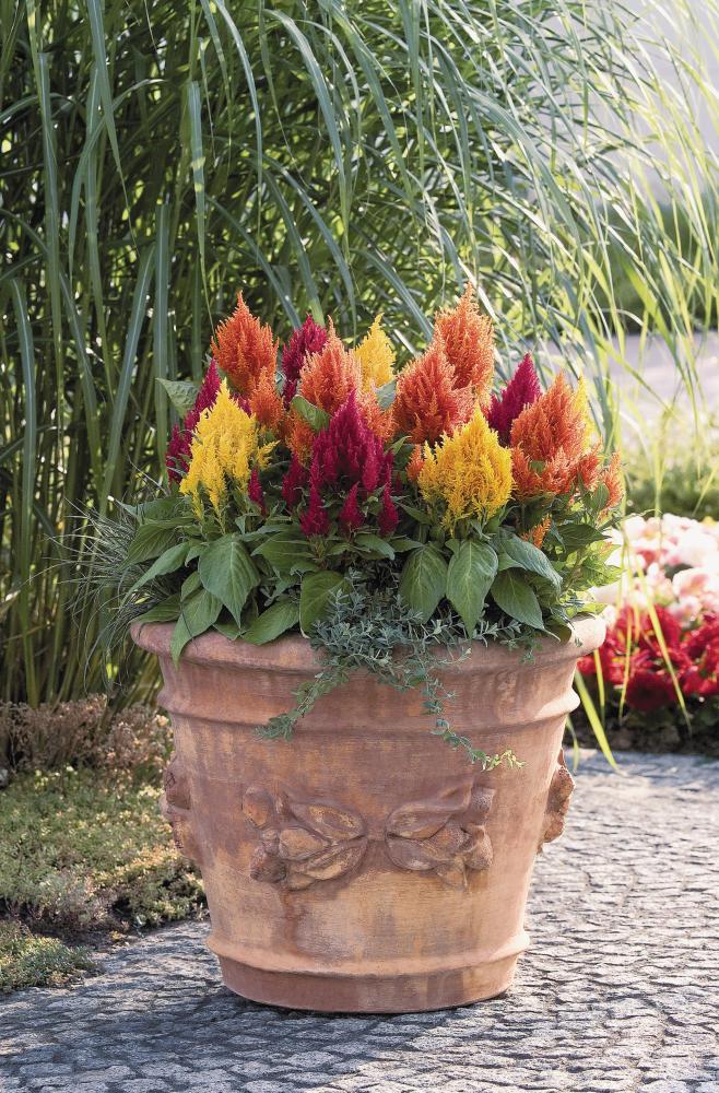 Celosia, Fresh Look Mix Packet