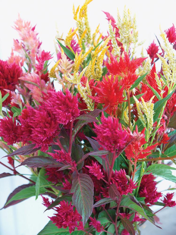 Celosia, Pampas Plume Packet