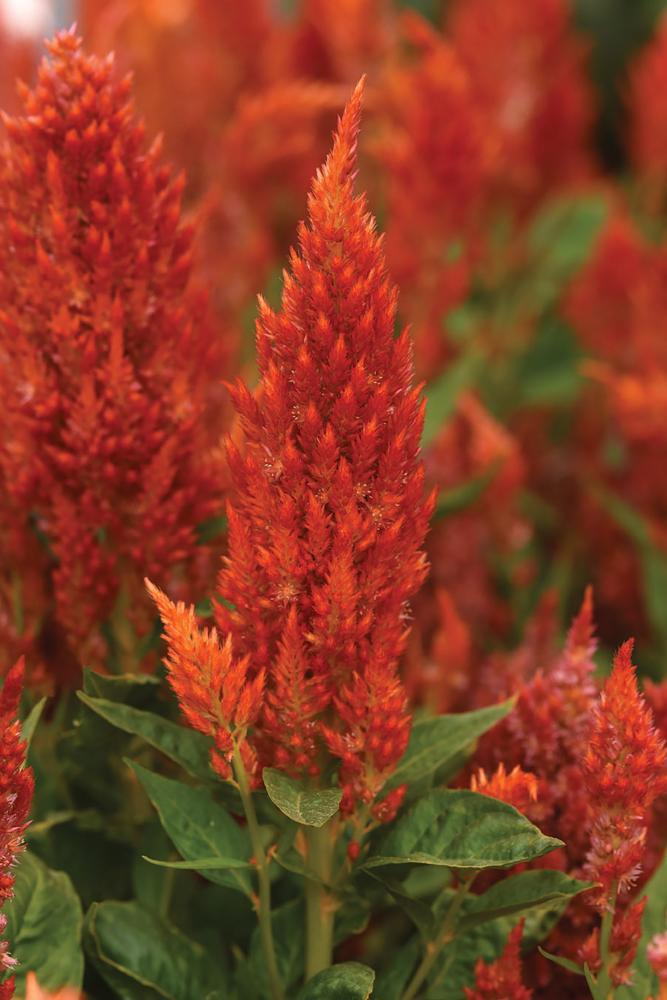 Celosia, Sunday Orange Improved Packet