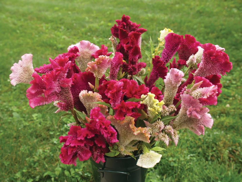 Celosia, Tall Cristata Mix Packet
