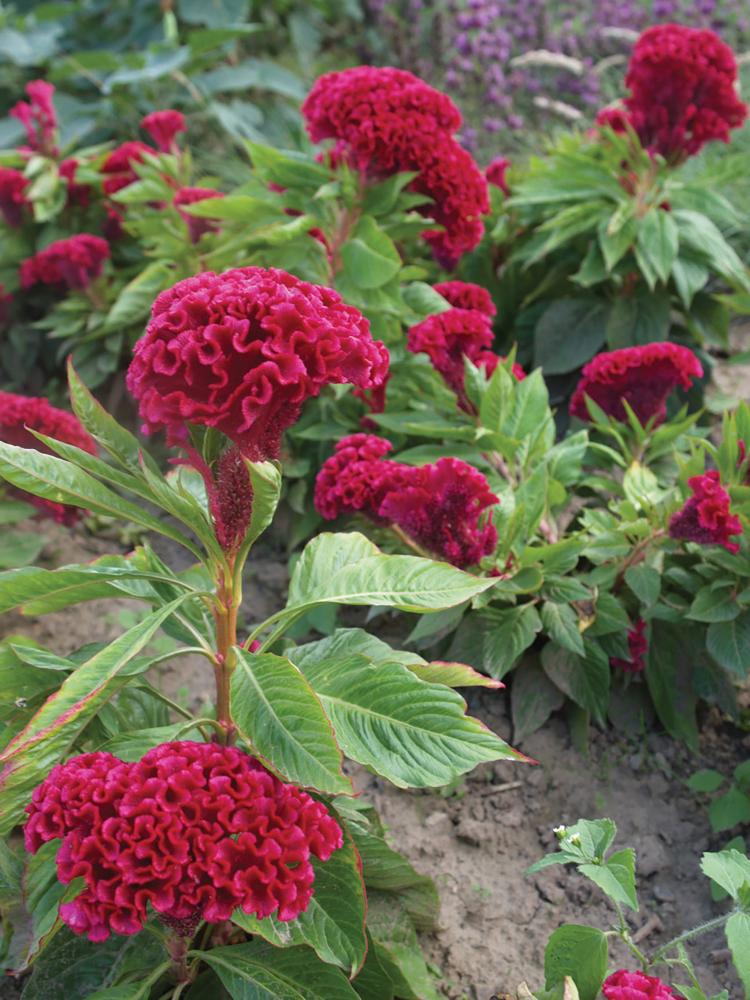 Celosia, Tornado Red Organic Packet