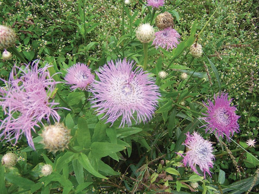 Centaurea, Aloha Rosa Packet