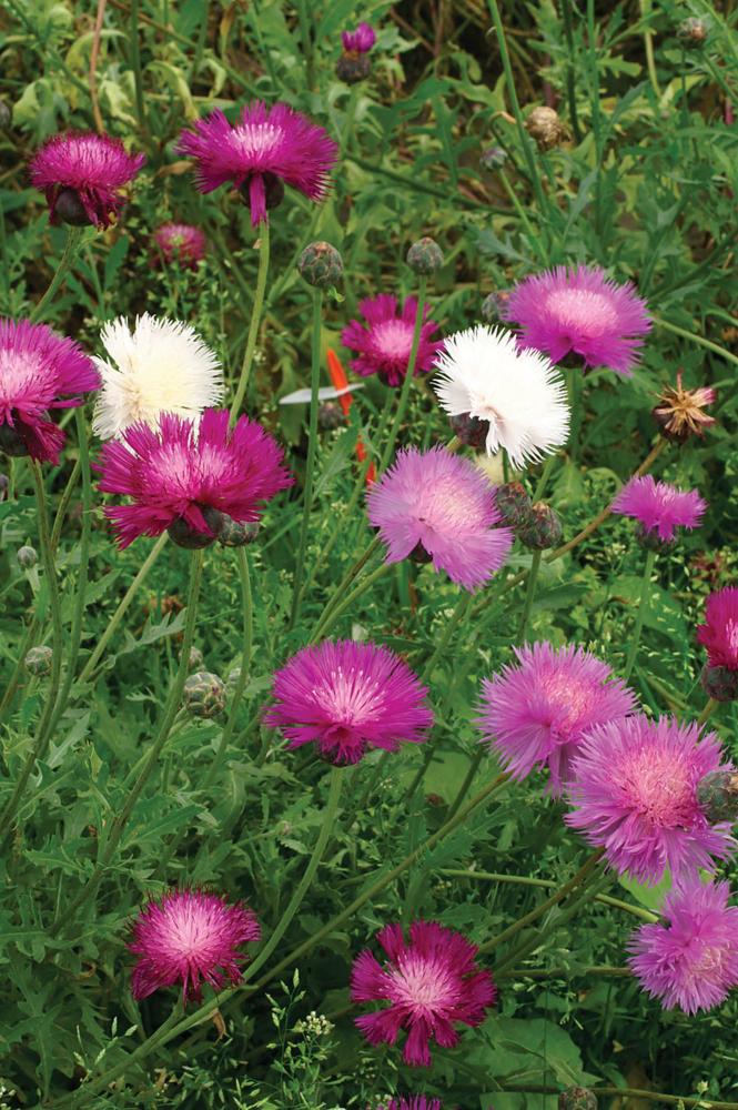 Centaurea, Sweet Sultan Packet