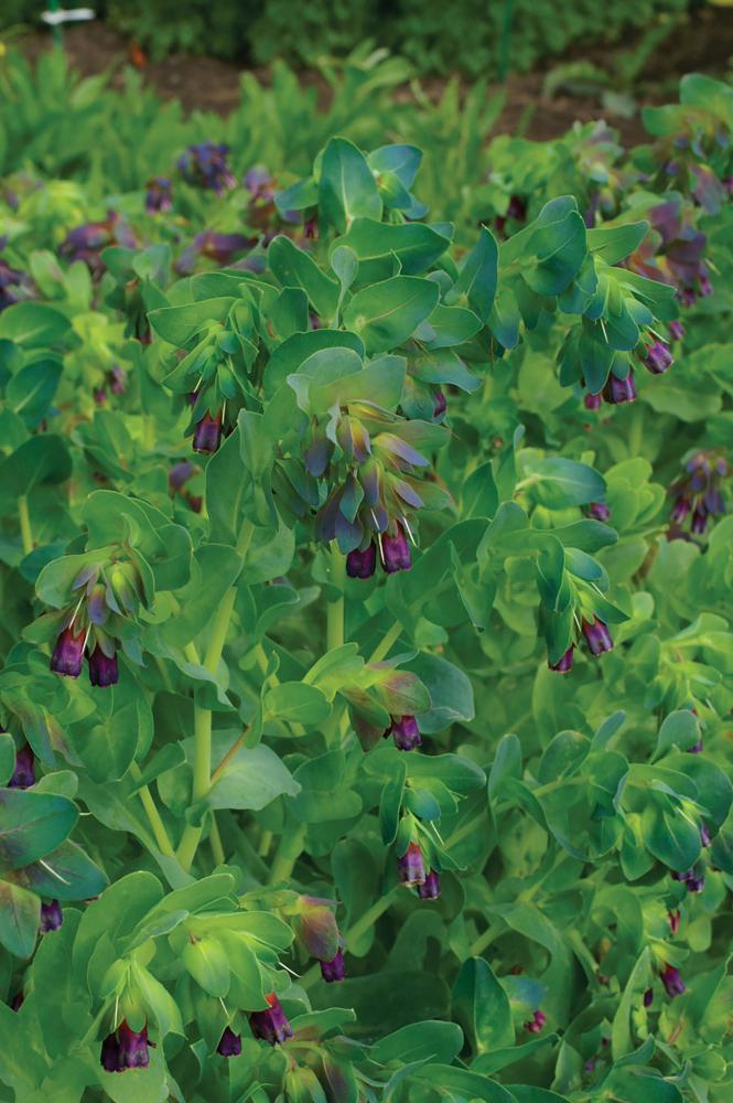 Cerinthe, Honey Blue Packet