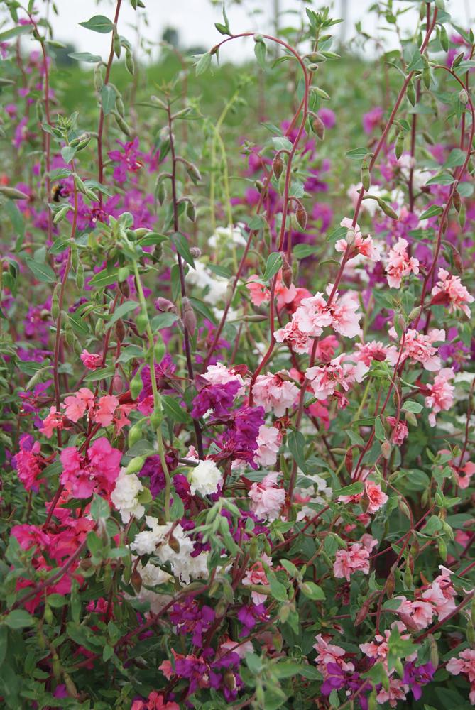 Clarkia, Double Mix Packet