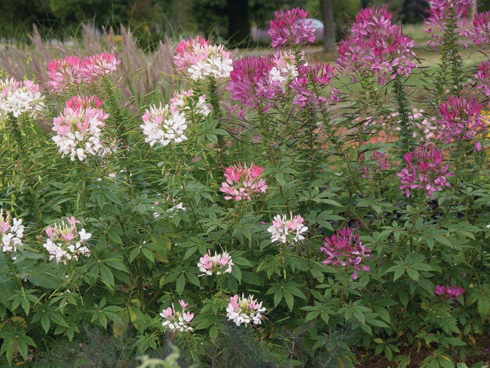 Cleome, Colour Fountain Mix Packet