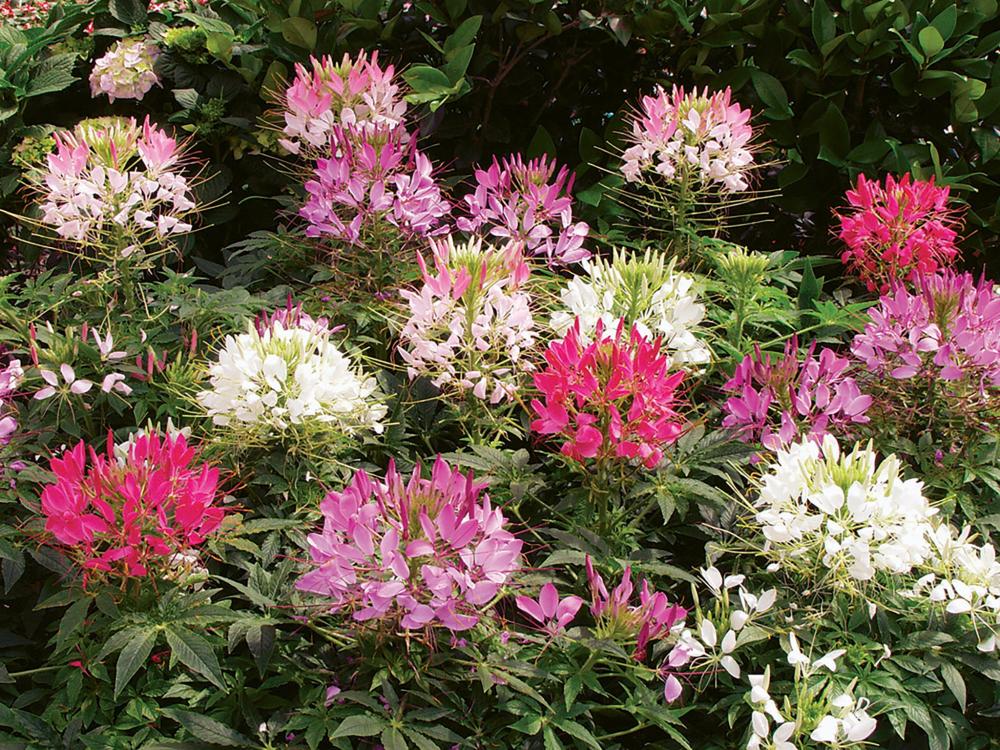 Cleome, Sparkler Mix Packet
