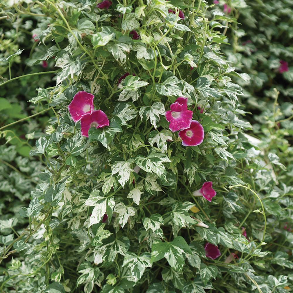 Climbers, Cameo Elegance Packet