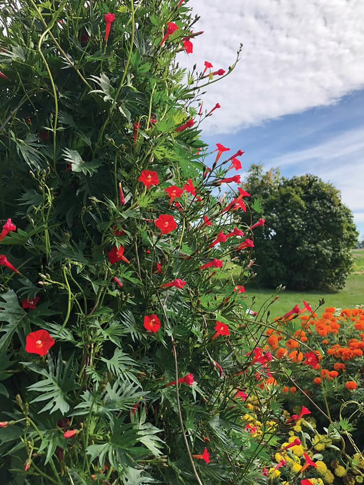 Climbers, Red Multifida Packet